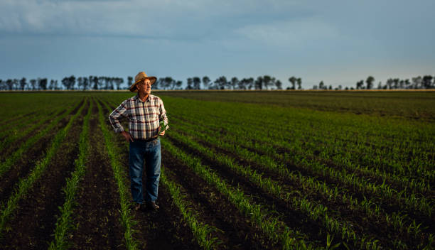 istock Senior farmer standing in corn field at sunset. 2185723269