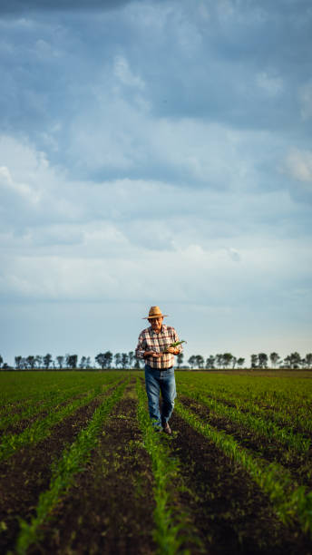 istock Senior farmer walking in corn field examining crop in his hands at sunset. 2185723274