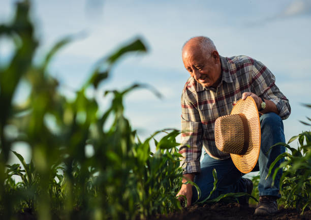 istock Senior farmer standing in corn field examining crop in his hands at sunset. 2185723297