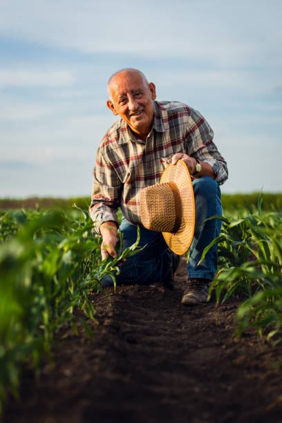 istock Senior farmer standing in corn field examining crop in his hands at sunset. 2185723299