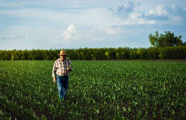 istock Senior farmer walking in corn field examining crop in his hands at sunset. 2185723302
