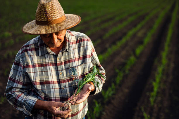 istock Senior farmer standing in corn field examining crop in his hands at sunset. 2185723310