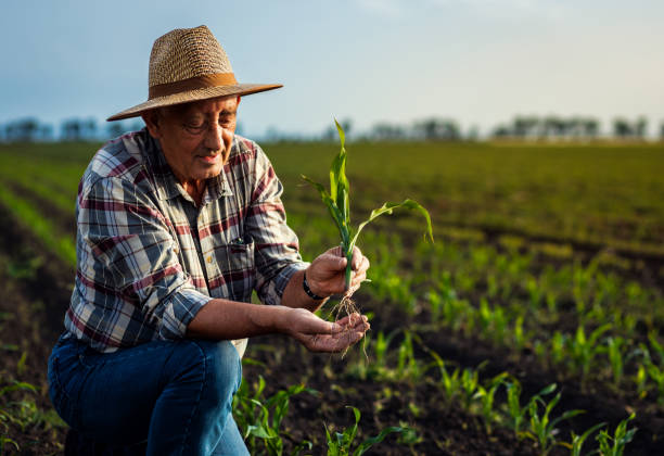 istock Senior farmer standing in corn field examining crop in his hands at sunset. 2185723321