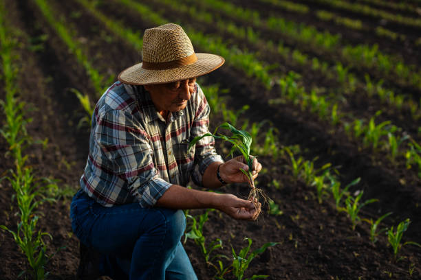 istock Senior farmer standing in corn field examining crop in his hands at sunset. 2185723327