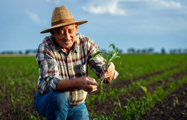 istock Senior farmer standing in corn field examining crop in his hands at sunset. 2185723338