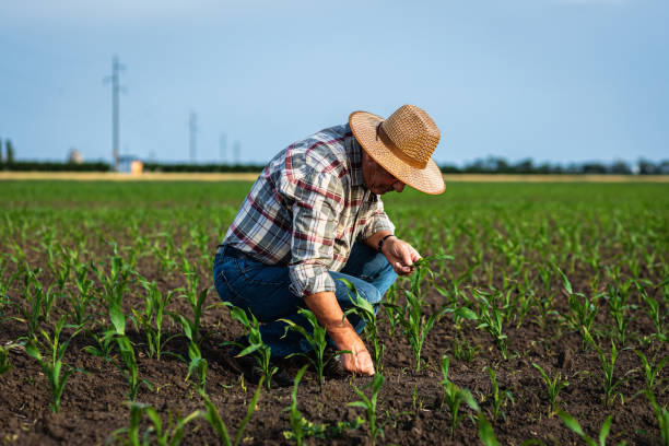 istock Senior farmer standing in corn field examining crop in his hands at sunset. 2185723351