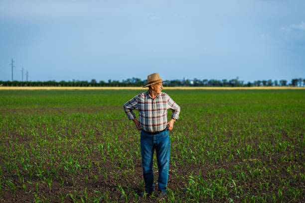 istock Senior farmer standing in corn field at sunset. 2185723353