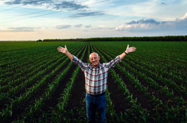 istock Senior farmer standing in corn field with his outstretched arms at sunset. 2185723361