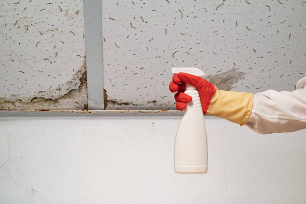 istock Human found mold on wall , in your residential building after renovation 2185723472