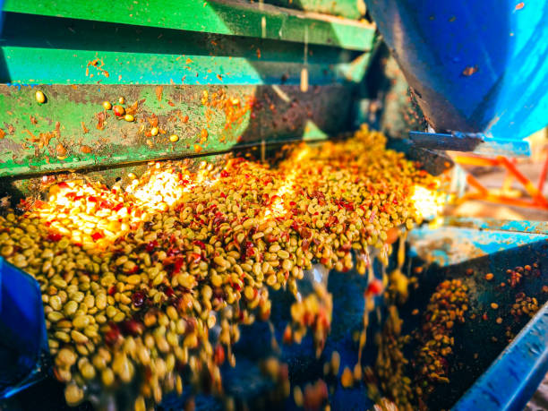 istock Freshly Harvested Red Coffee Cherries Being Pulped in a Coffee Processing Facility 2185723574