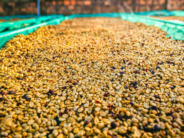 istock Honey-Processed Coffee Drying Naturally on Raised Beds 2185723612