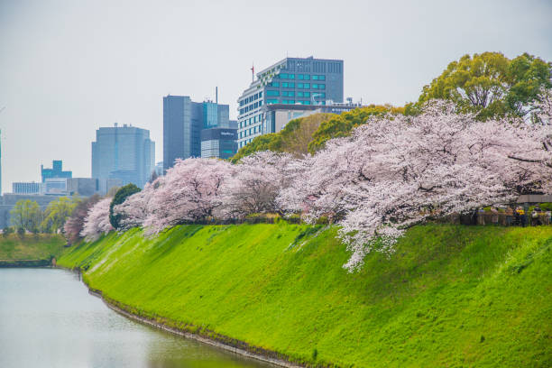 istock Tokyo: Cherry blossom scenery at Chidorigafuchi 2185727882