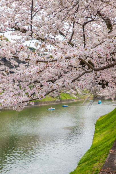 istock Tokyo: Cherry blossom scenery at Chidorigafuchi 2185728026