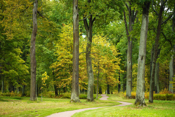 path in the green park. big trees in the summer park