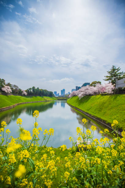 Tokyo: Cherry blossom scenery at Chidorigafuchi