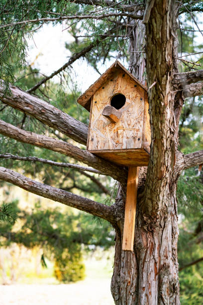istock birdhouse on the trunk of a Redcedar 2185730585