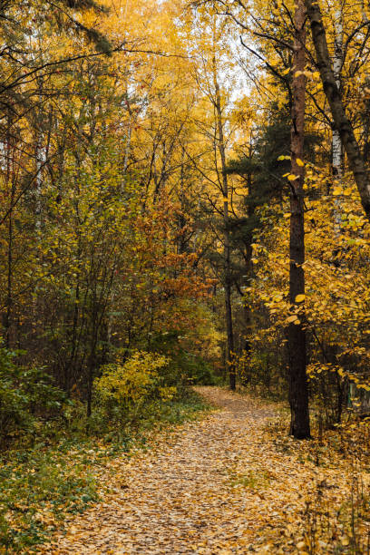 istock yellow-orange autumn forest with fallen leaves 2185731662