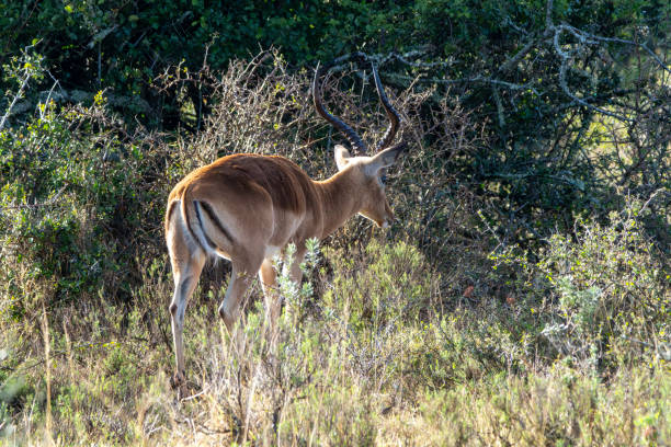 Impala in a South African Game Reserve, a male feeding on grass.