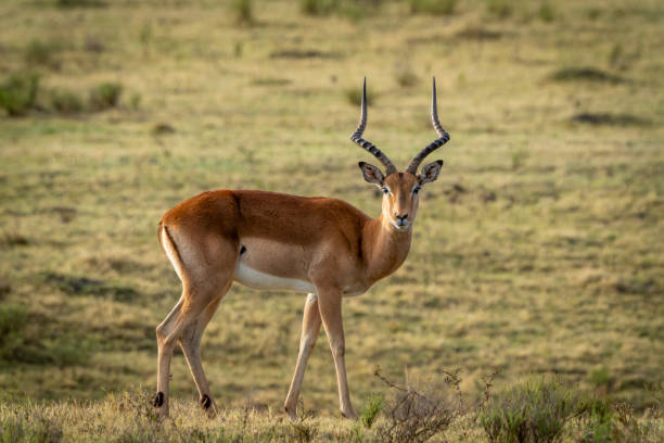 Impala in a South African Game Reserve, a male looking at the camera.
