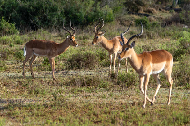 istock Impala in a South African Game Reserve. 2185732668
