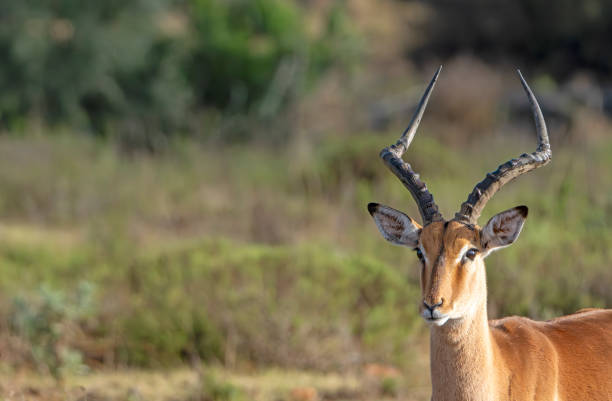 Impala in a South African Game Reserve, a male looking at the camera.