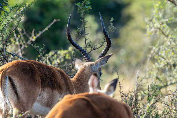 Impala in a South African Game Reserve, a male feeding on grass.