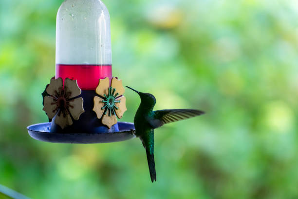Beautiful hummingbird feeding with blurred background