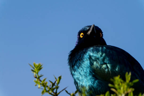 Greater blue-eared starling (Lamprotornis chalybaeus) in a tree in a South African Game Reserve.