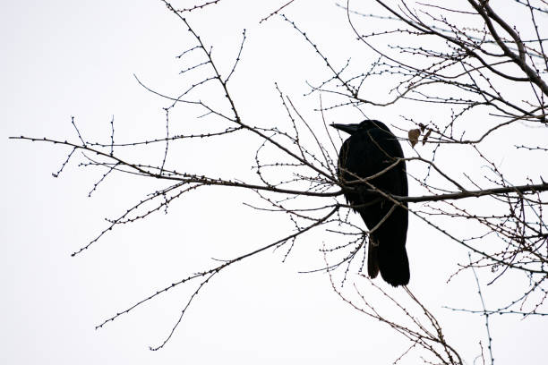 istock A black silhouette of a rook 2185733516