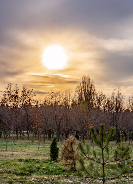 The sun before sunset illuminates the clouds and trees of the public park in autumn.