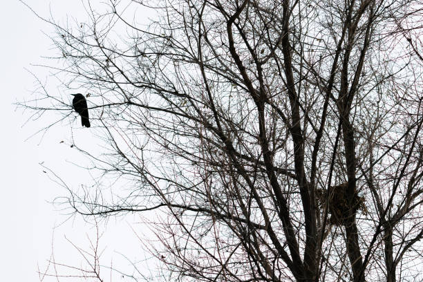 istock A black silhouette of a rook and a nest 2185733574