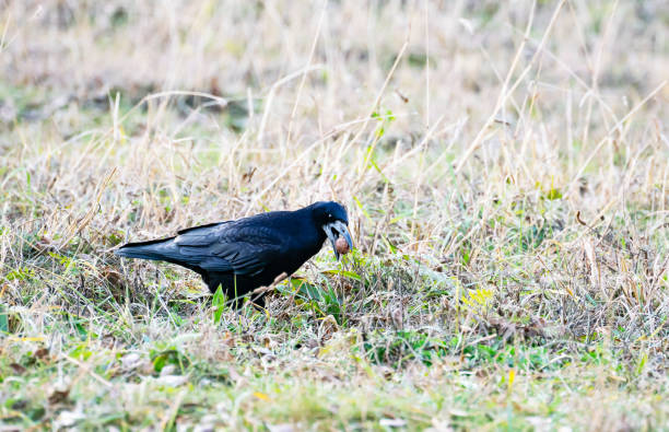 Portrait of a black rook with a walnut in its beak, which walks on the autumn grass in the park.