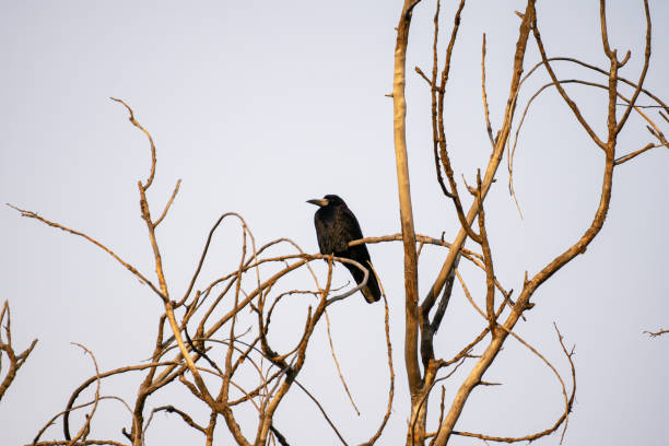 istock Portrait of a black rook 2185733617
