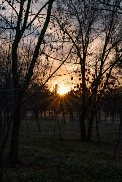 The rays of the sun at sunset through the trees of the autumn park, vertical photo.
