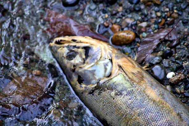istock Chum Salmon in Carkeek Park 2185735706