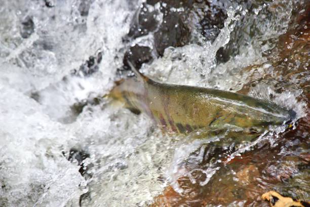 istock Chum Salmon in Carkeek Park 2185736165