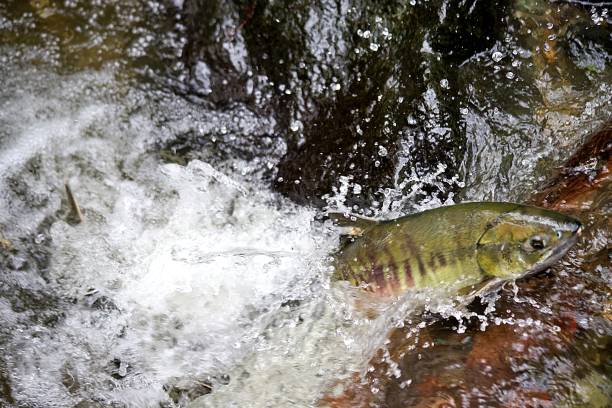 istock Chum Salmon in Carkeek Park 2185736230