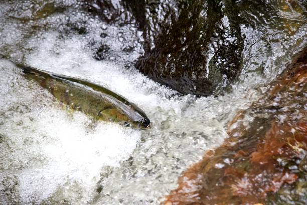 istock Chum Salmon in Carkeek Park 2185736348