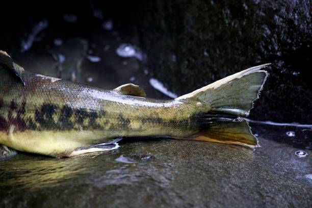 istock Chum Salmon in Carkeek Park 2185736376