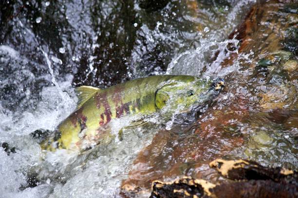 istock Chum Salmon in Carkeek Park 2185736429