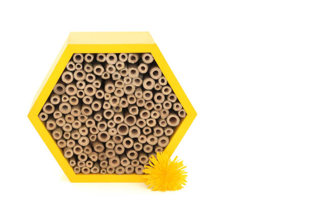 Bee house hexagonal shape for conservation and protection with honey bees dandelion flower. Eco friendly wooden shelter with bamboo on white background.