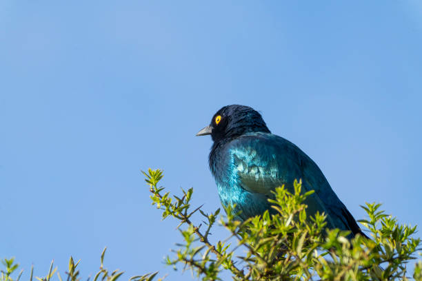 Greater blue-eared starling (Lamprotornis chalybaeus) in a tree in a South African Game Reserve.