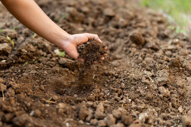 istock Farmer prepare soil for planting 2185738026
