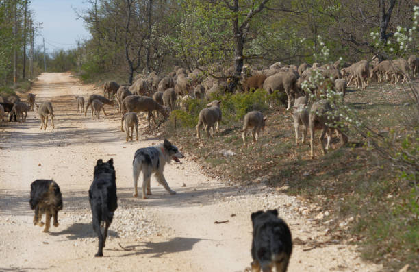 Working dogs