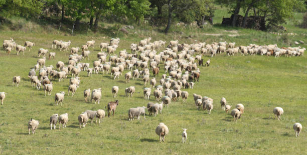 istock DSC01827 Flock of sheep running 2185738571