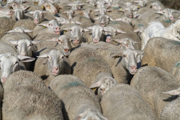 istock DSC03027 Flock of sheep 2185738581