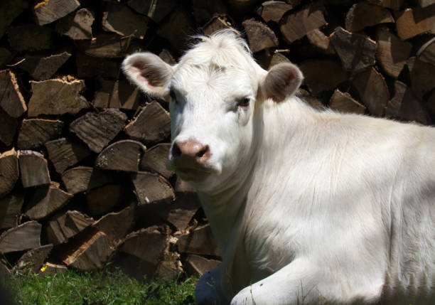 White cow on a meadow with a chain around its neck, looking to the side. Green grass and other cows in the background. Rural summer scene.