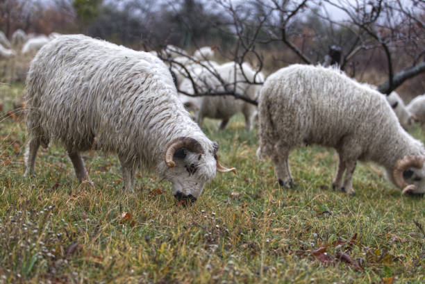 Sheep have tails in Provence