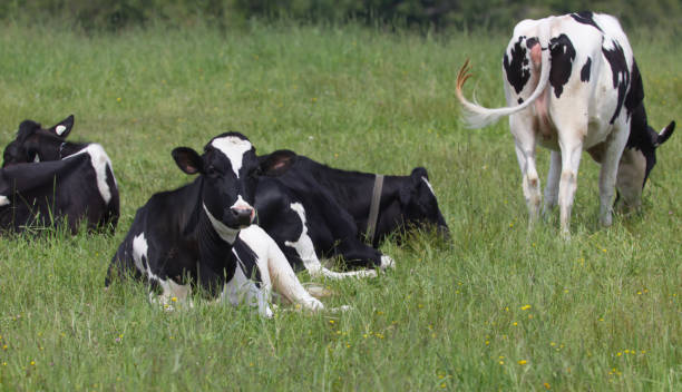 istock IMG_0492 Black and white cows 2185738663