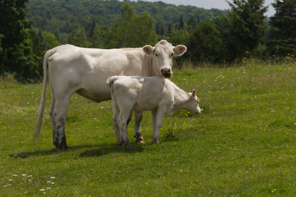 Cows in a pasture